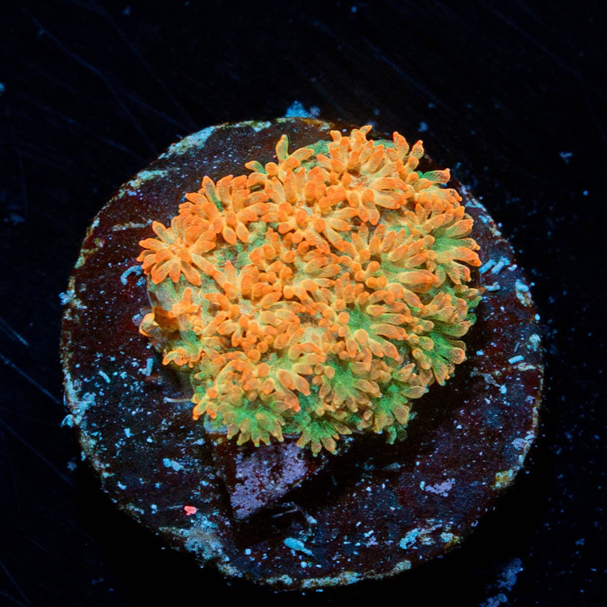 Captian Chrunch barnardapora - riptide aquaculture llc