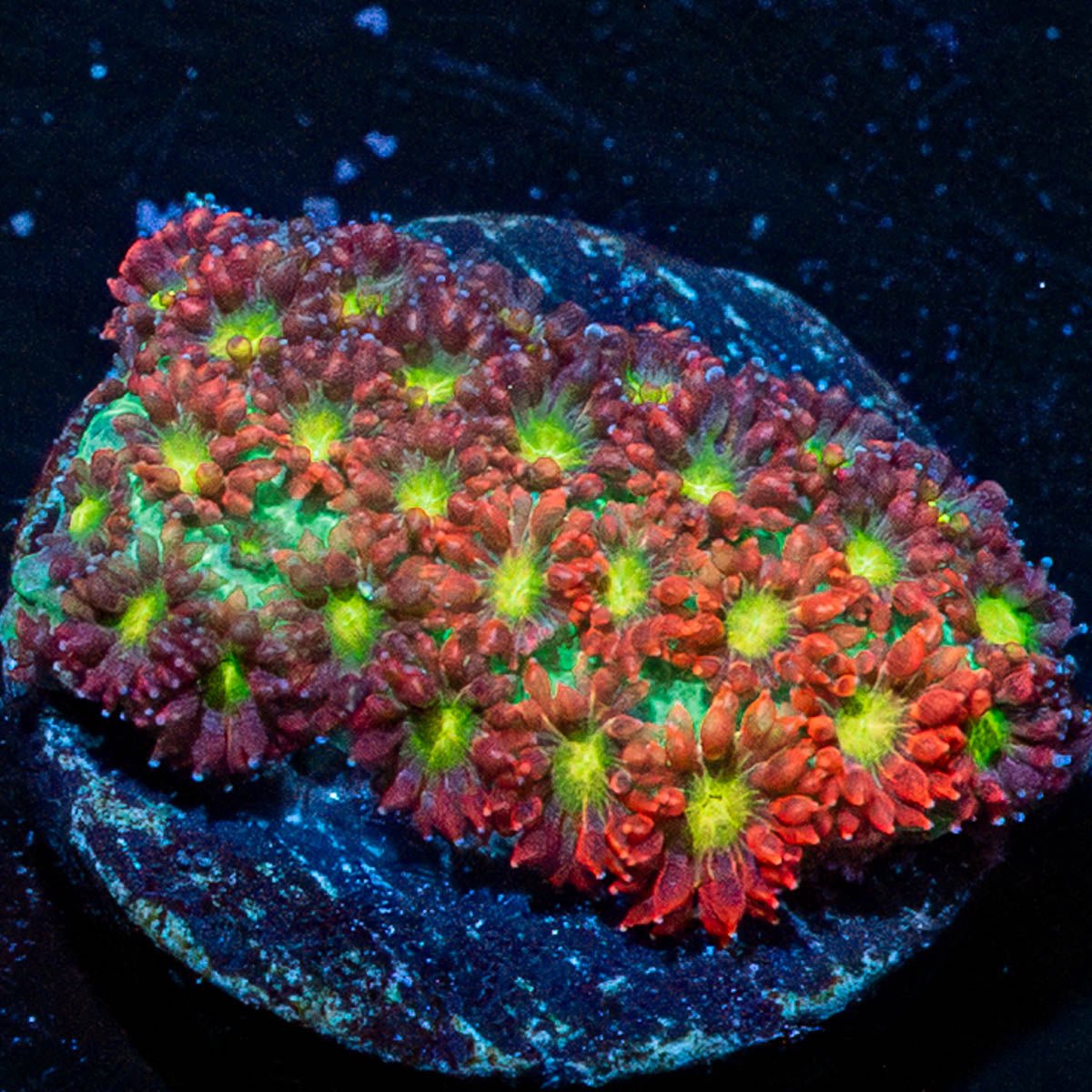 Buzz Lightyear Bardanapora - riptide aquaculture llc