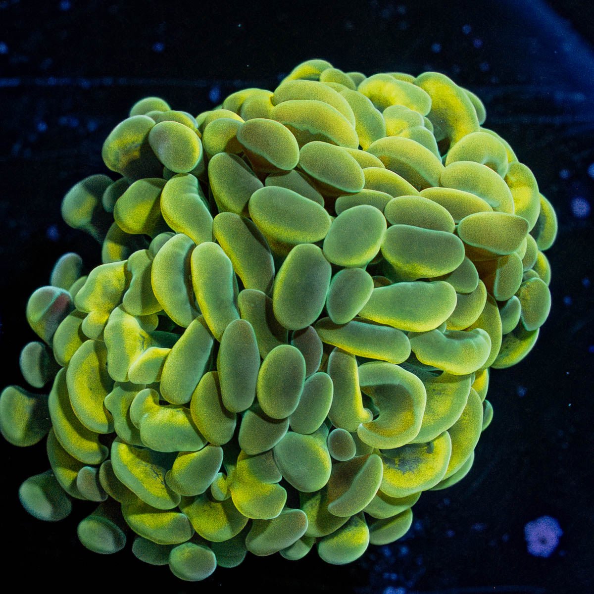 Gold Branching Hammers - riptide aquaculture llc