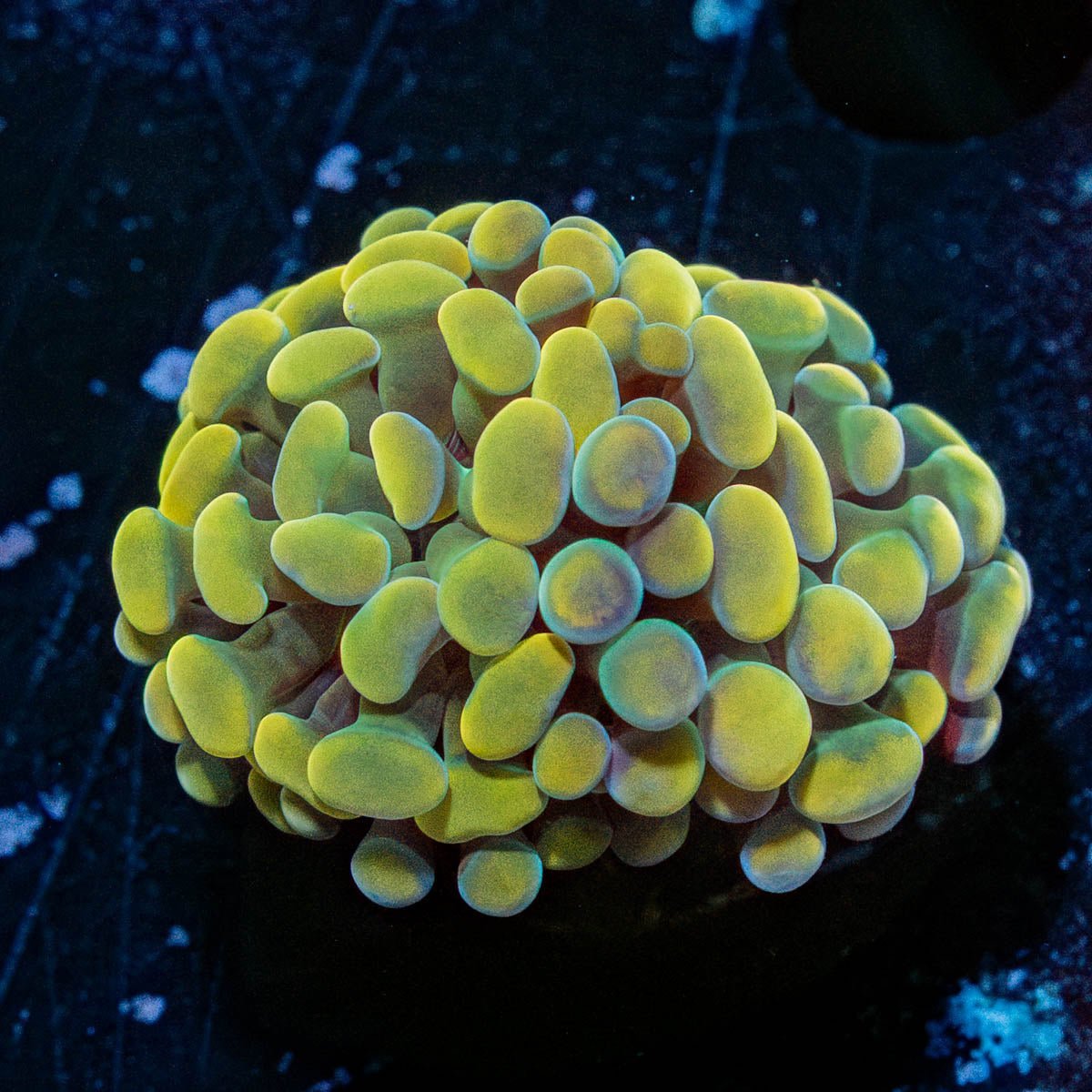 Gold Branching Hammers - riptide aquaculture llc
