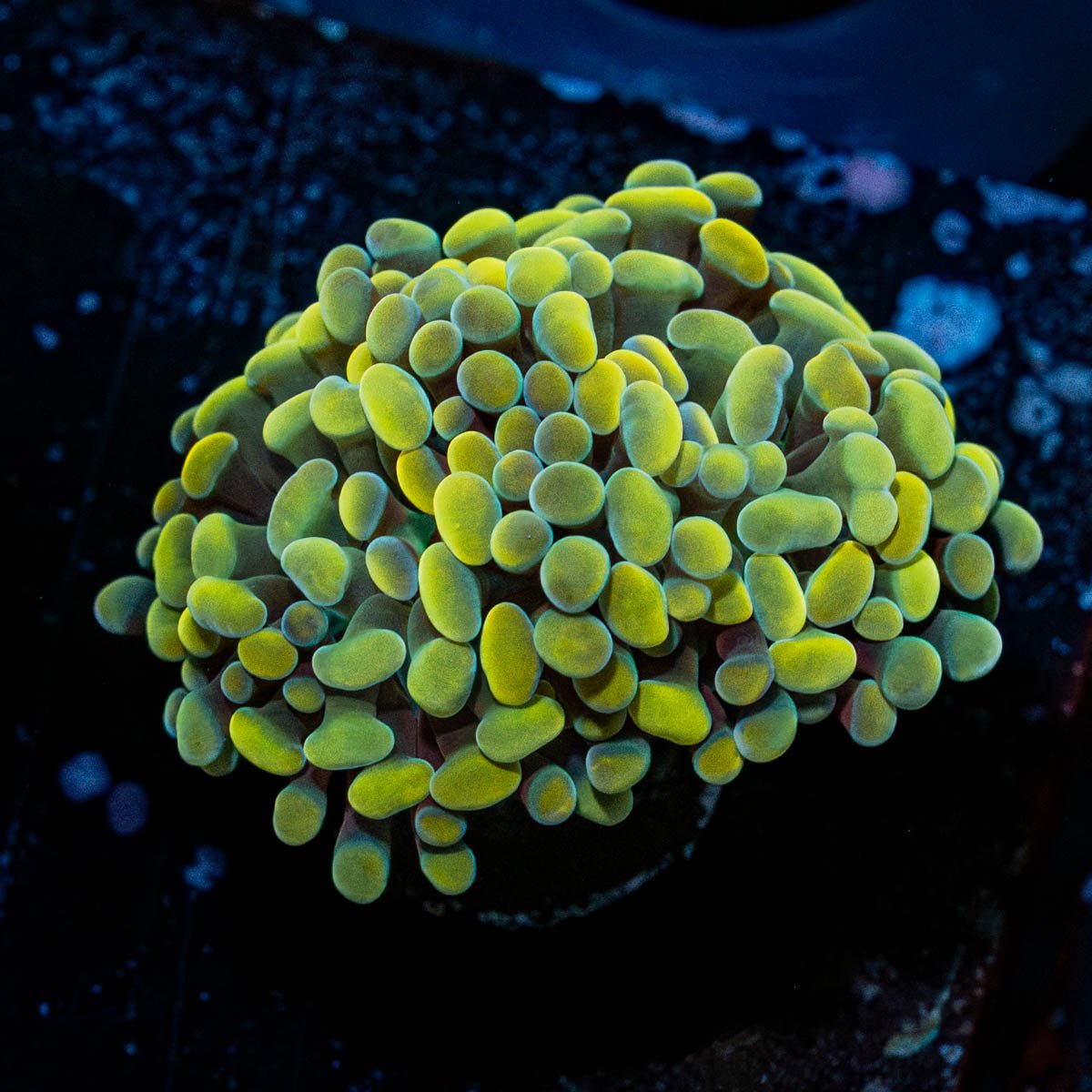 Gold Branching Hammers - riptide aquaculture llc