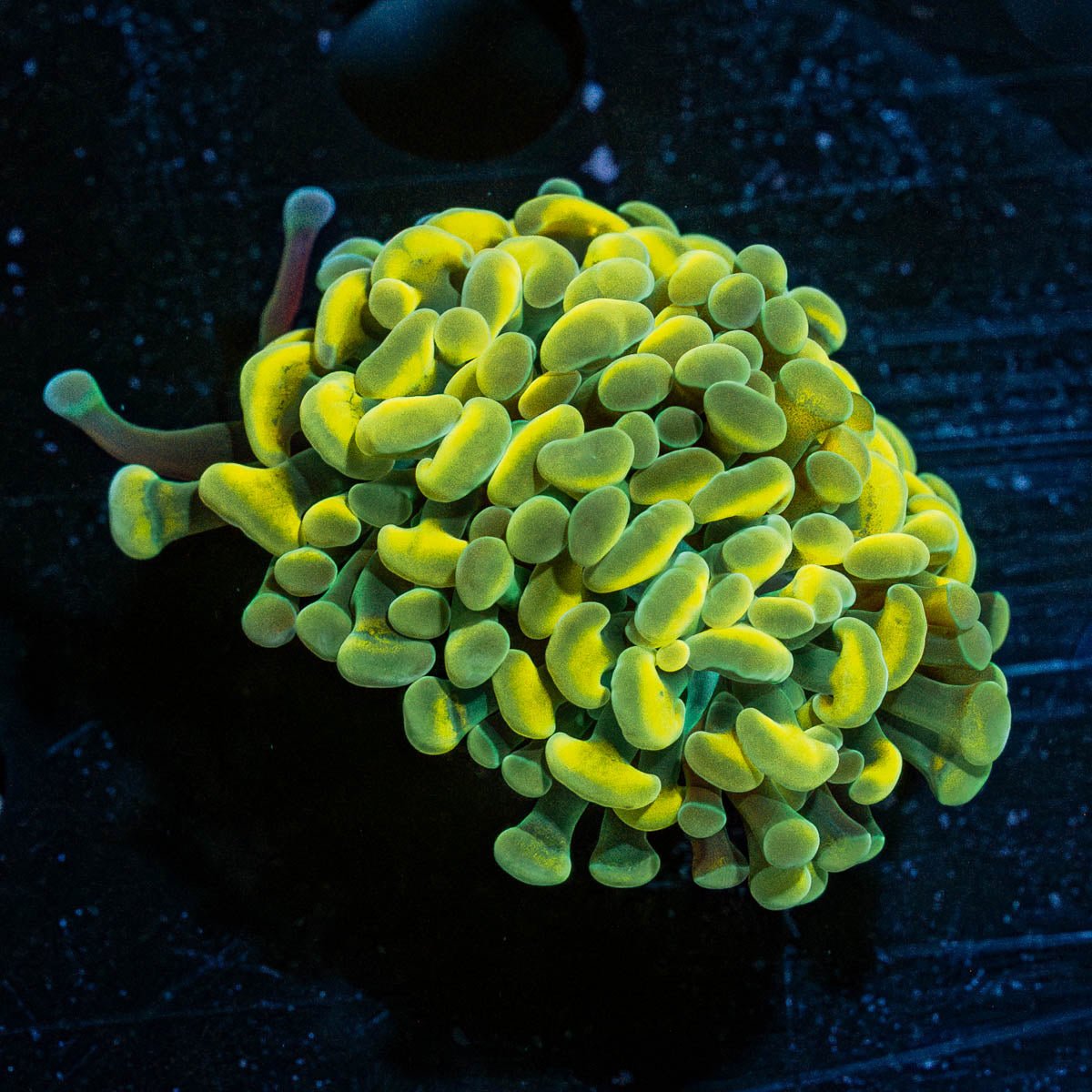 Gold Branching Hammers - riptide aquaculture llc