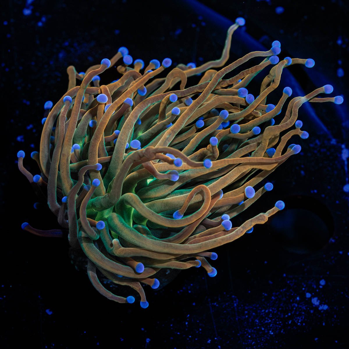 Pot Of Gold Torch - riptide aquaculture llc