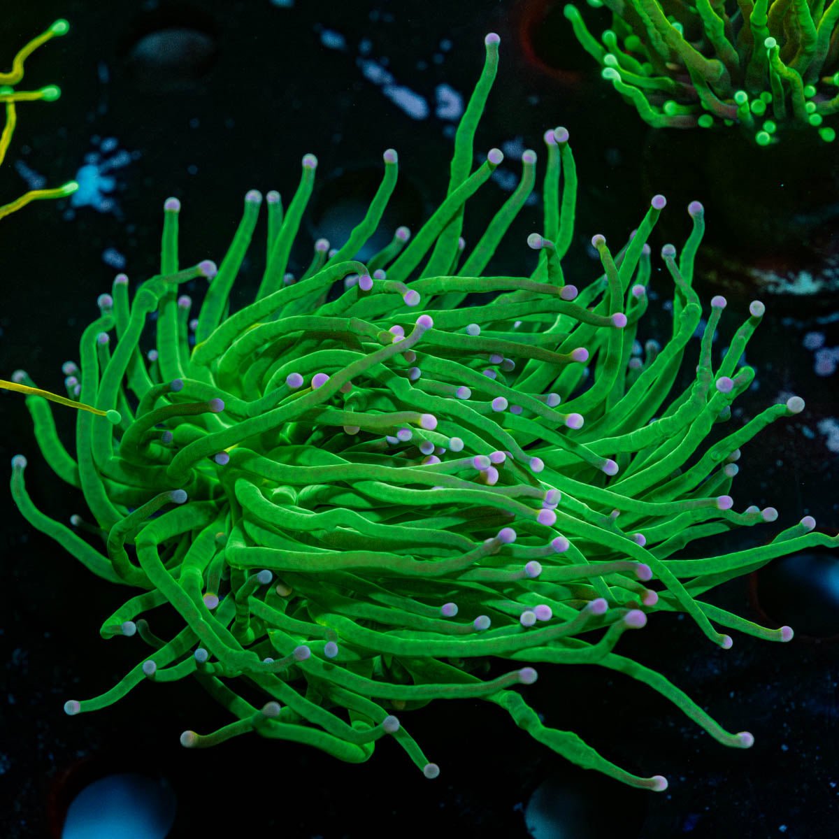 Pink Tip Torch - riptide aquaculture llc