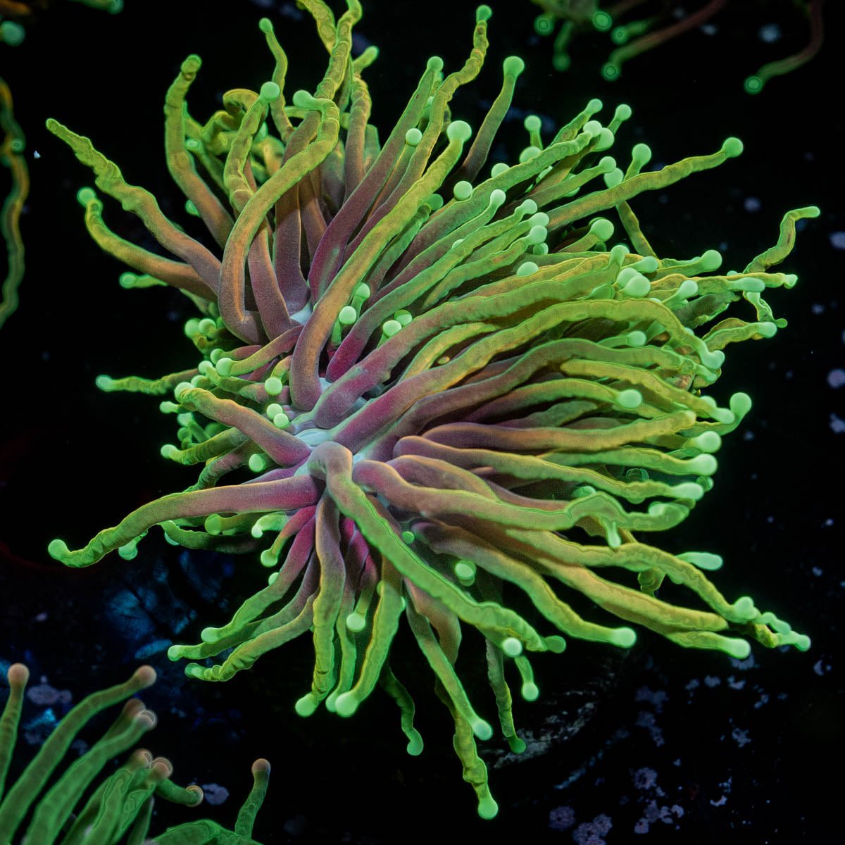 21 Tails Torch - riptide aquaculture llc
