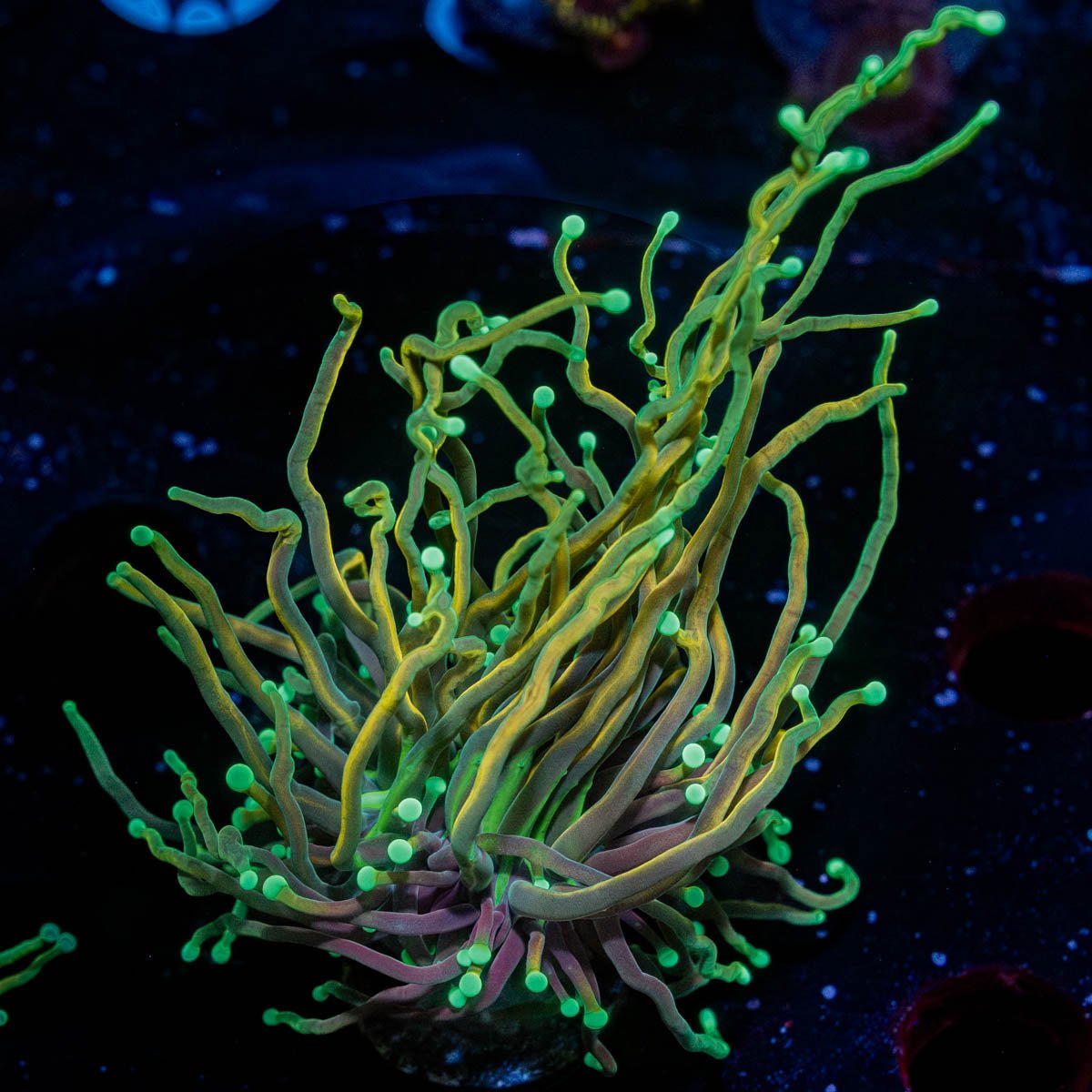 21 Tails Torch - riptide aquaculture llc