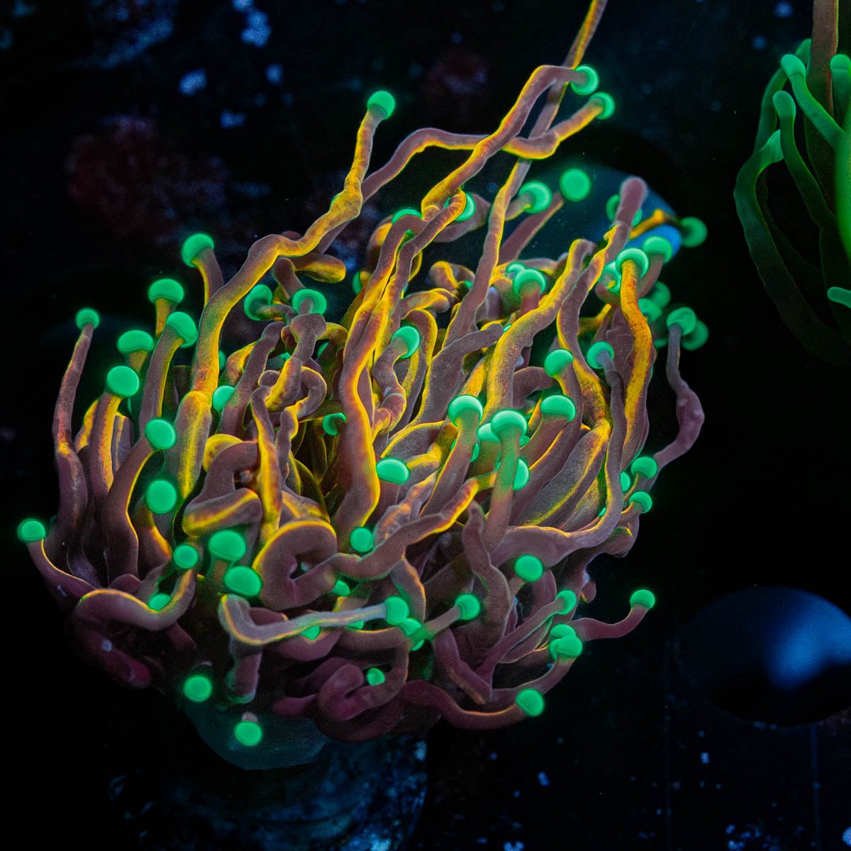 Jester Torch - riptide aquaculture llc