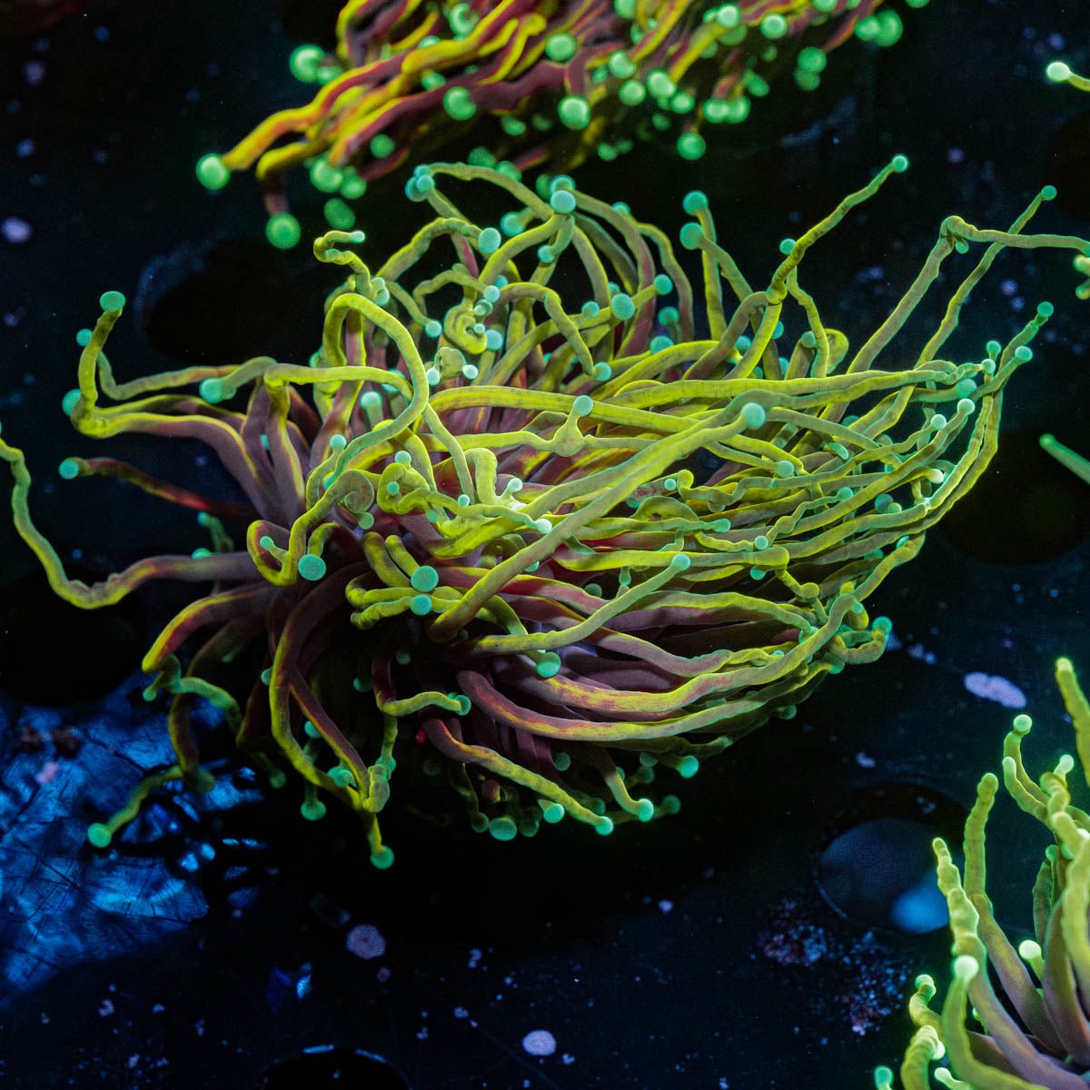 21 tails torch - riptide aquaculture llc