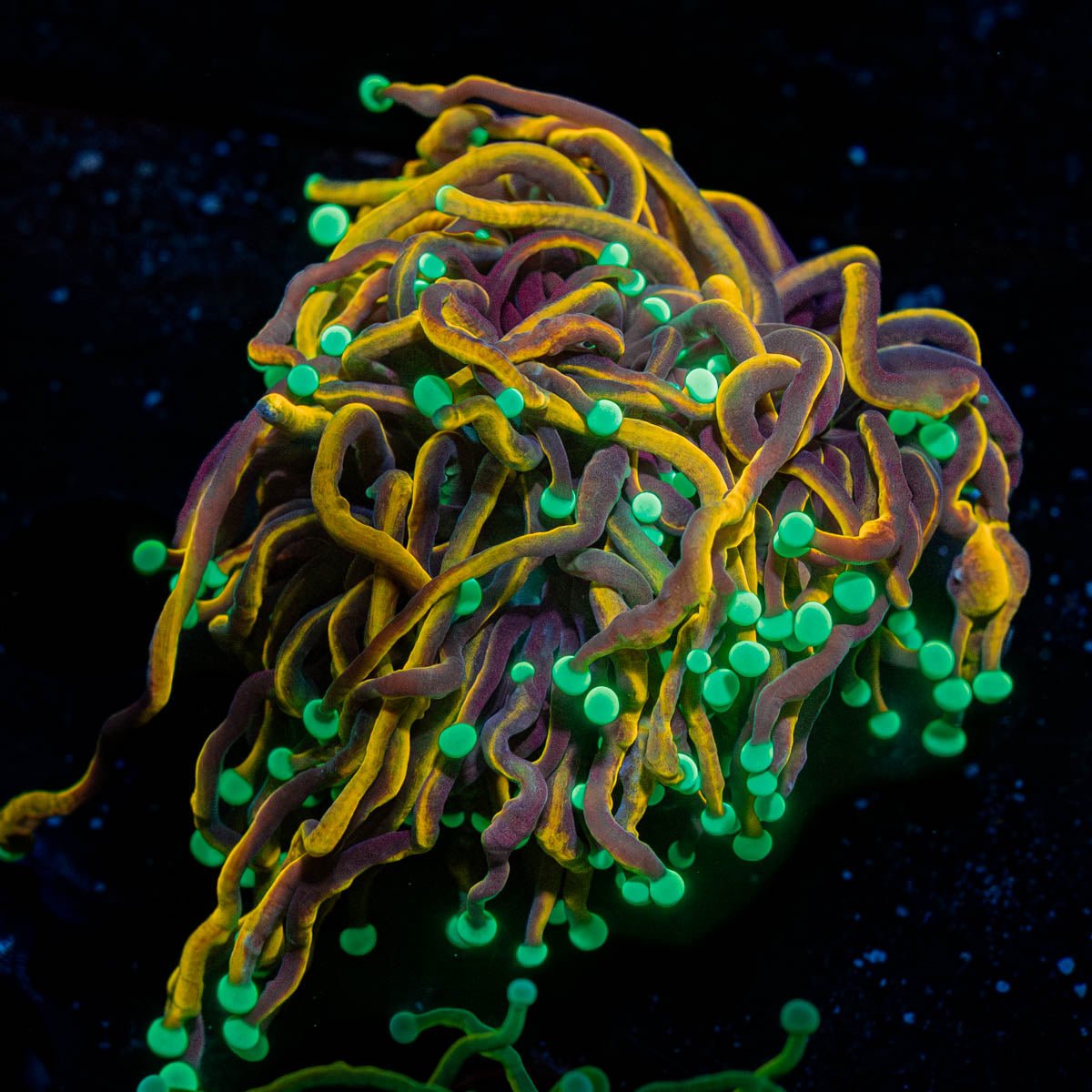 Jester Torch - riptide aquaculture llc