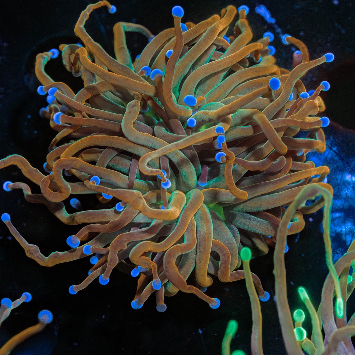 Pot Of Gold Torch - riptide aquaculture llc