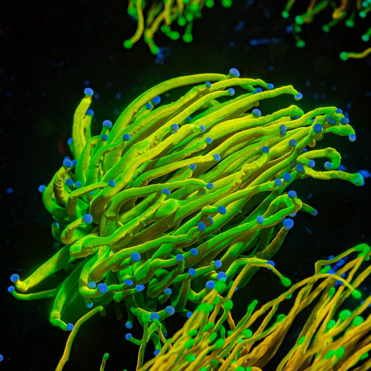 Holy Grail Torch - riptide aquaculture llc