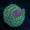 WWC Purple Scroll Turbinaria - riptide aquaculture llc