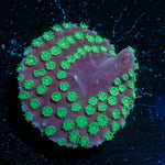 WWC Purple Scroll Turbinaria - riptide aquaculture llc