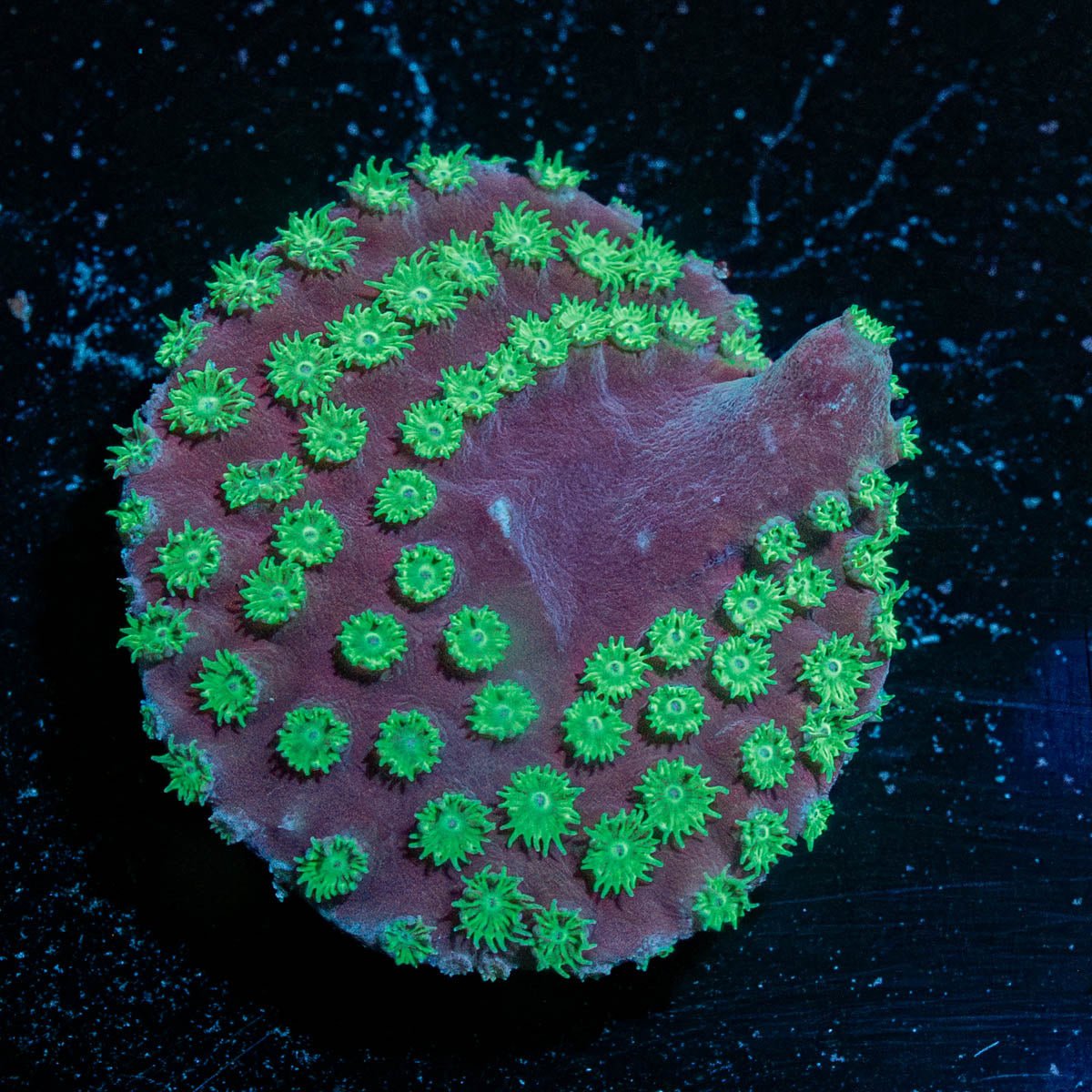 WWC Purple Scroll Turbinaria - riptide aquaculture llc