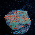 Jedi Mind Trick Montipora - riptide aquaculture llc