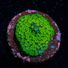 Superman Montipora - riptide aquaculture llc