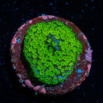 Superman Montipora - riptide aquaculture llc