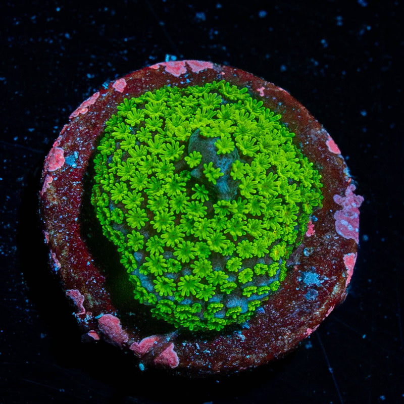 Superman Montipora