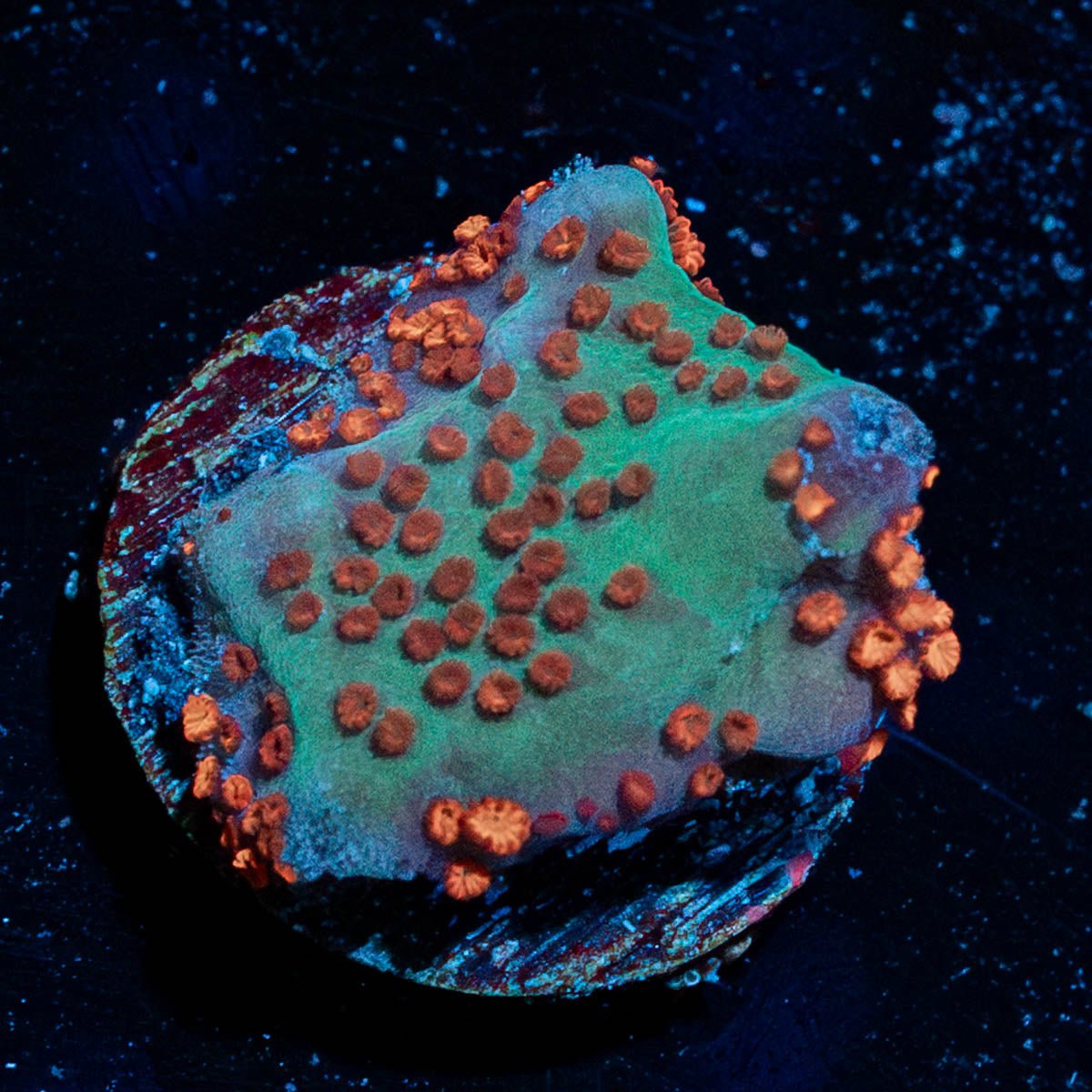 Jedi Mind Trick Montipora - riptide aquaculture llc