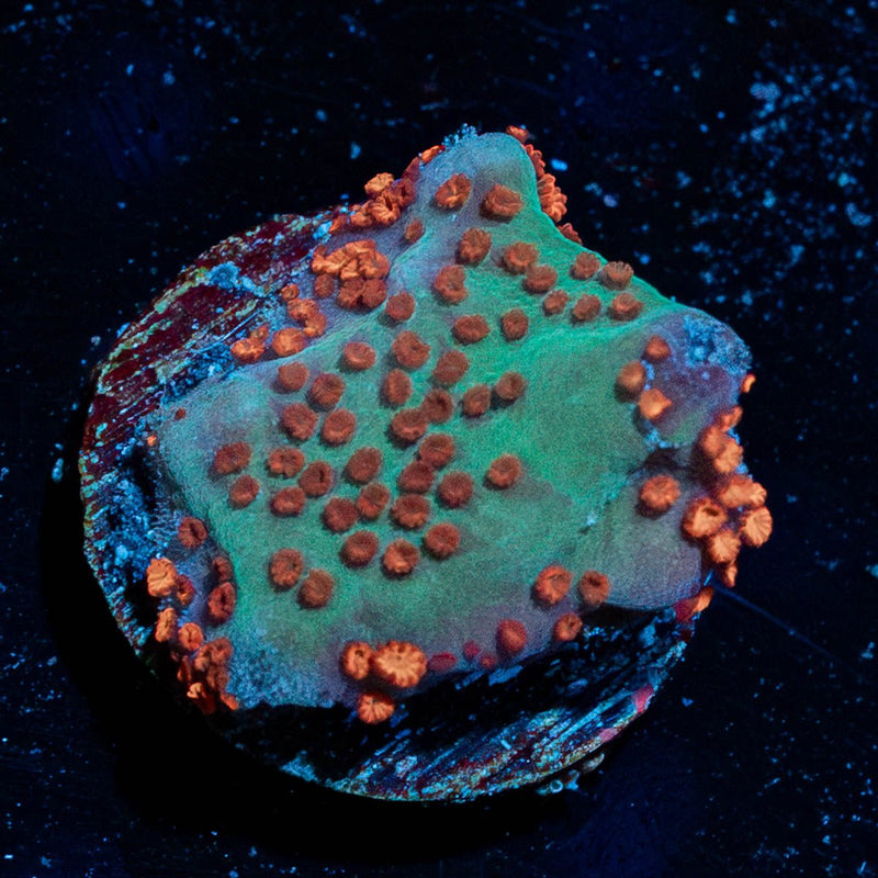 Jedi Mind Trick Montipora