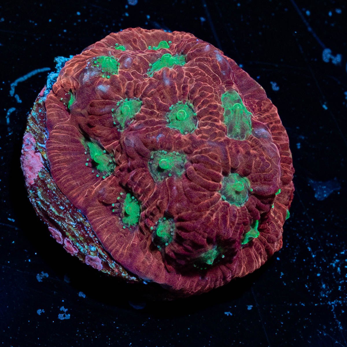 Red War coral - riptide aquaculture llc