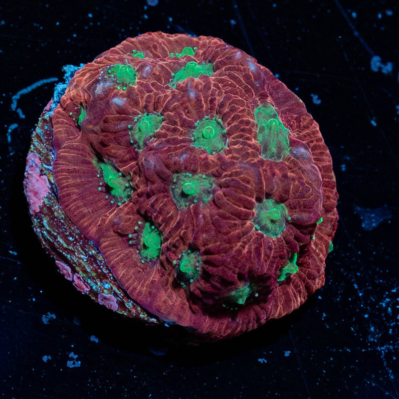 Red War coral