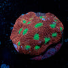 Red War coral - riptide aquaculture llc