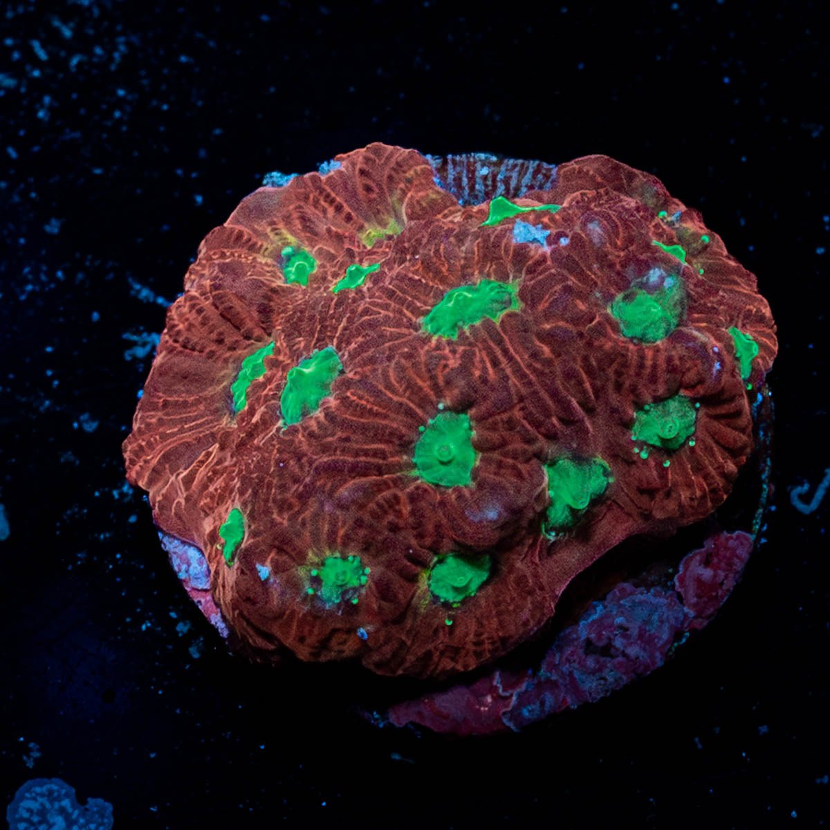 Red War coral - riptide aquaculture llc