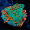 Jedi Mind Trick Montipora - riptide aquaculture llc