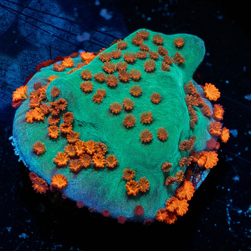 Jedi Mind Trick Montipora