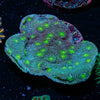 Hollywood Stunner Chalice - riptide aquaculture llc