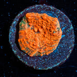 Jolly Rancher Chalice - riptide aquaculture llc