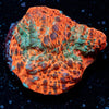 Lava Flow Chalice - riptide aquaculture llc