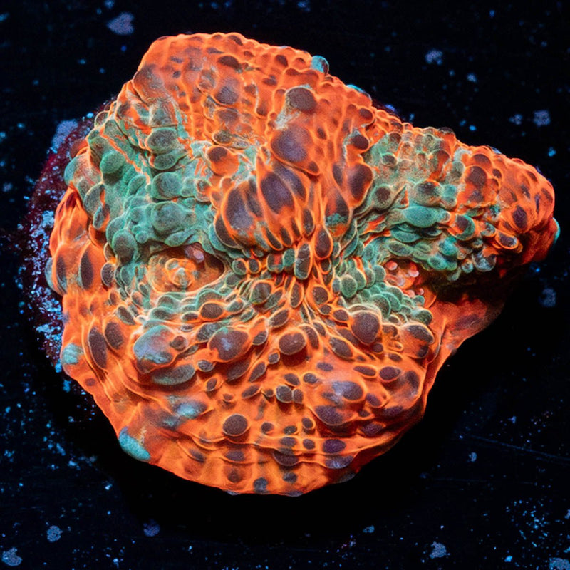 Lava Flow Chalice