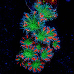 ARC Firework Clove Polyps - riptide aquaculture llc