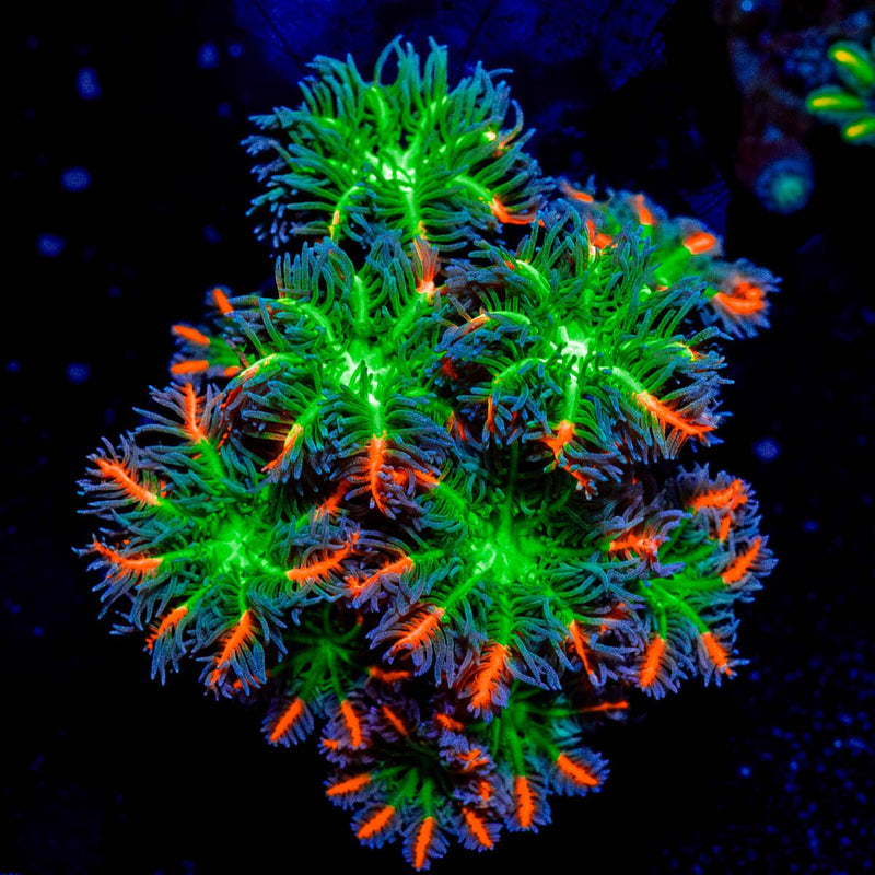 ARC Firework Clove Polyps