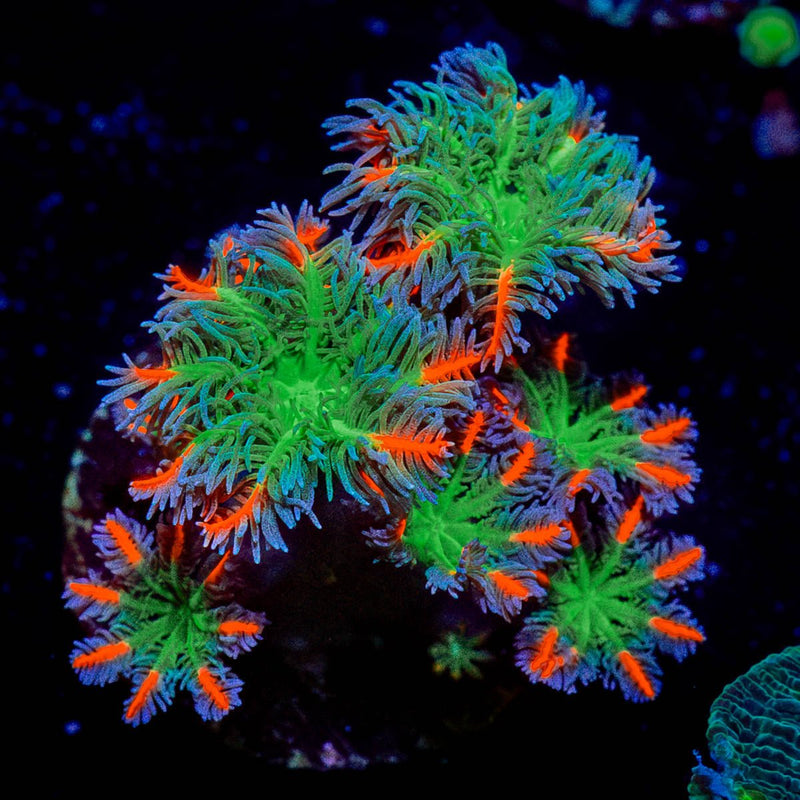 ARC Firework Clove Polyps