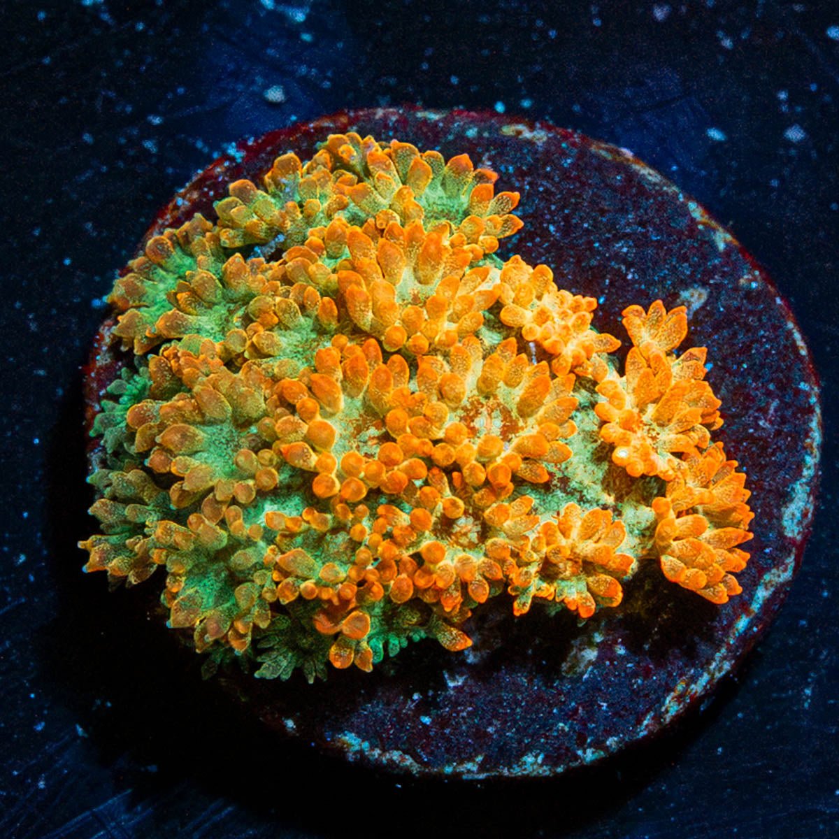 Captain Crunch Bardanapora - riptide aquaculture llc