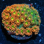 Pumpkin Head Barnardapora - riptide aquaculture llc