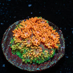 Laffy Taffy Barnardapora - riptide aquaculture llc