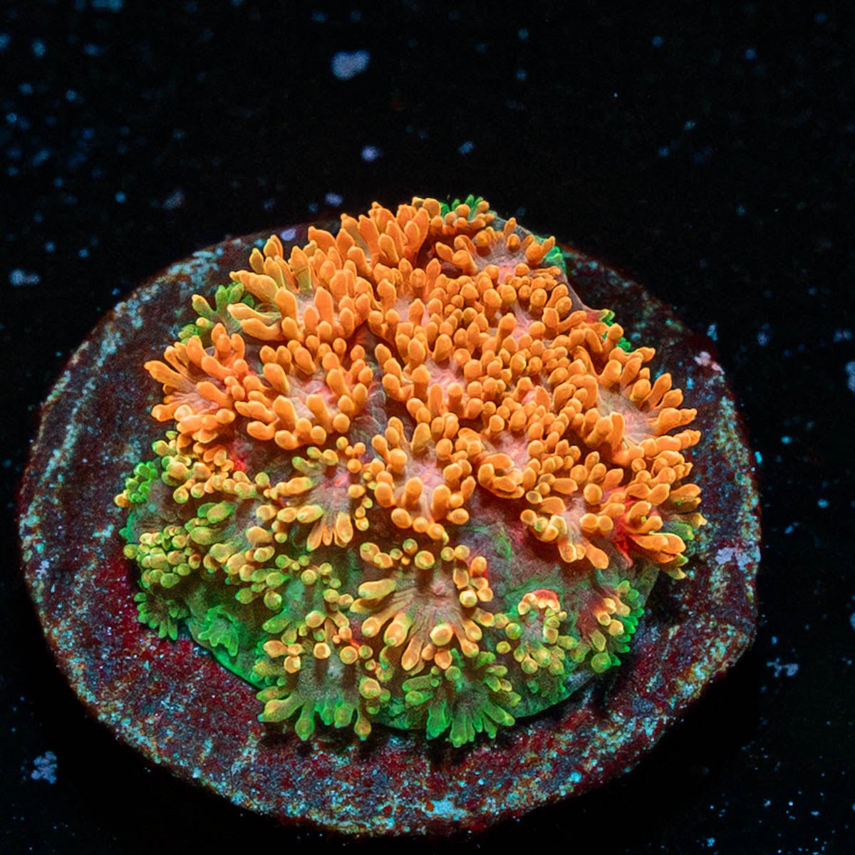 Laffy Taffy Barnardapora - riptide aquaculture llc