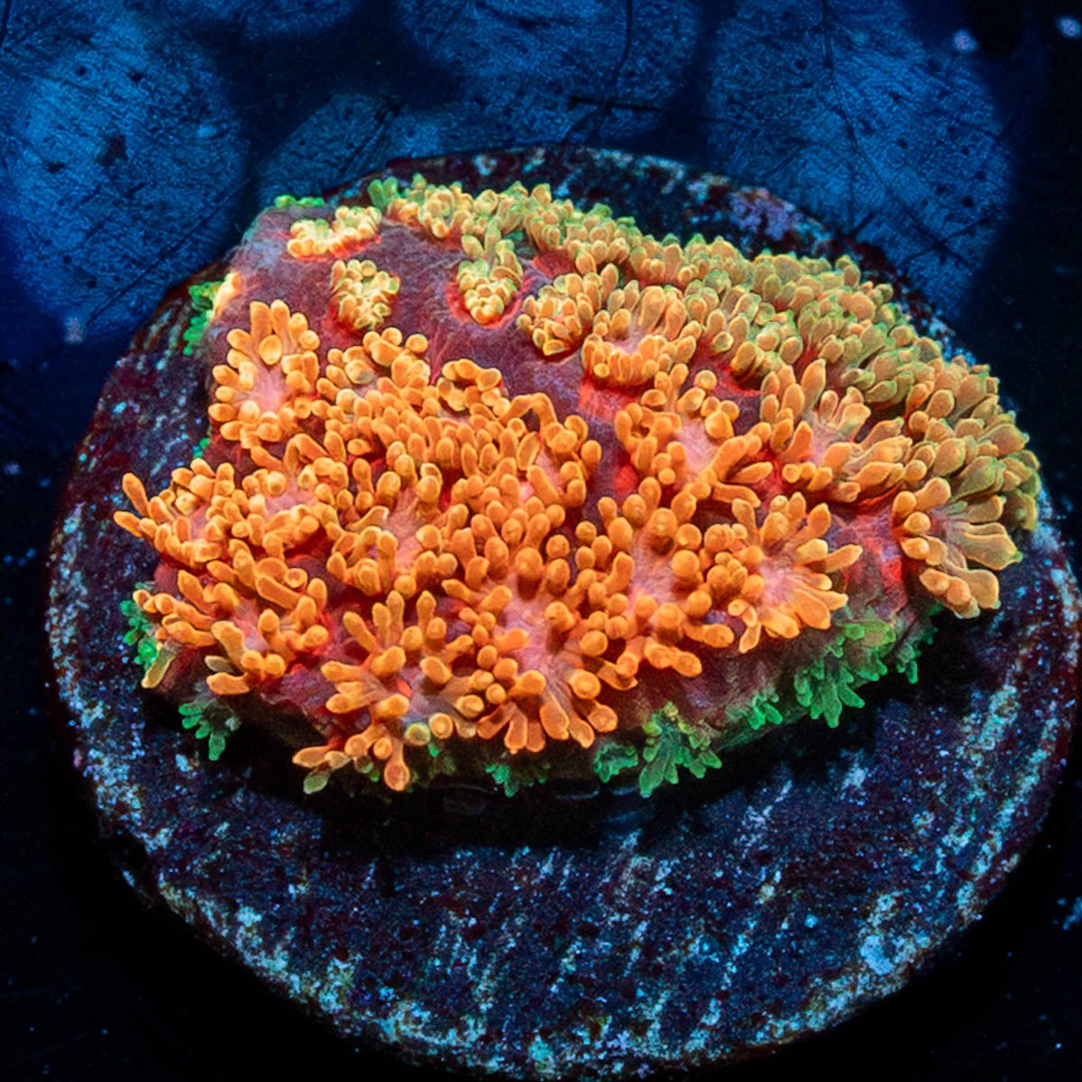 Laffy Taffy Barnardapora - riptide aquaculture llc