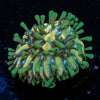 Baby Plate Fungia - riptide aquaculture llc