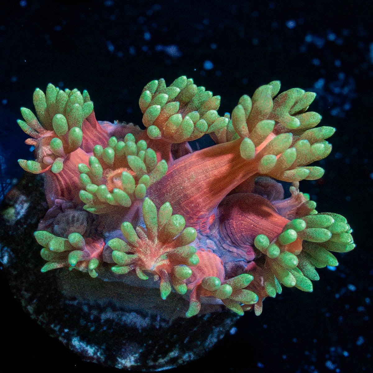 Iron Man Goniopora - riptide aquaculture llc