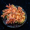 Encore Goniopora - riptide aquaculture llc