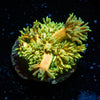 Tweety Bird Goniopora - riptide aquaculture llc