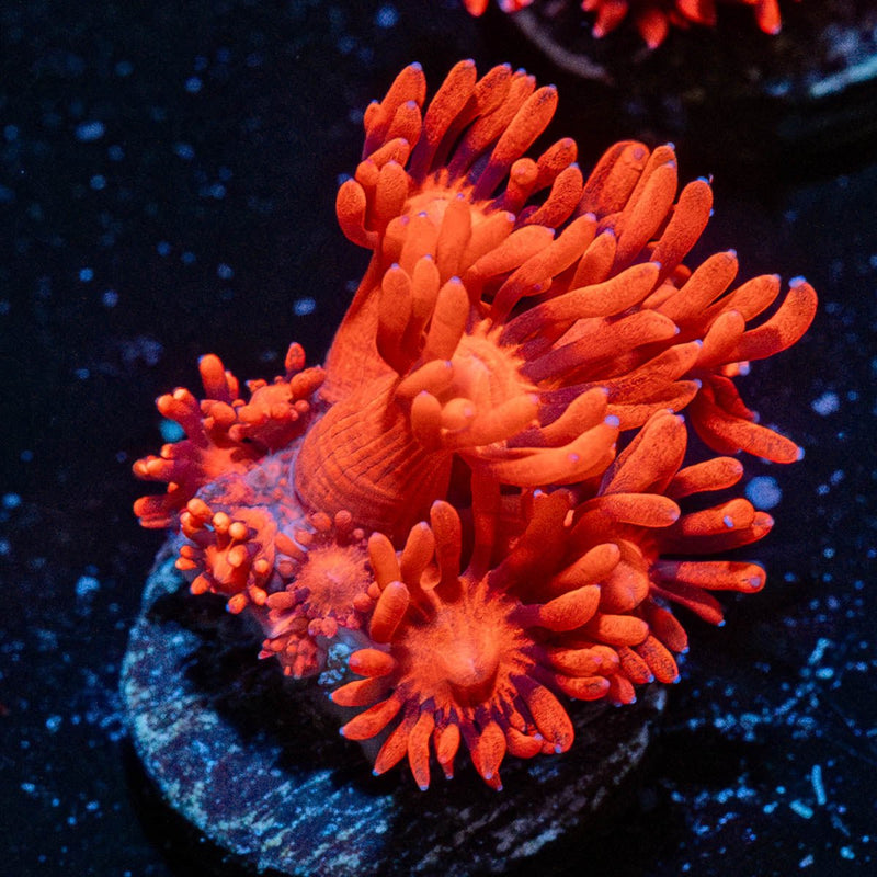 Red Goniopora