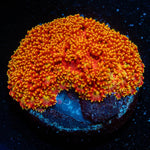 Spite Fire Barnardapora - riptide aquaculture llc