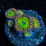 Candy Apple Green Zoanthid - riptide aquaculture llc