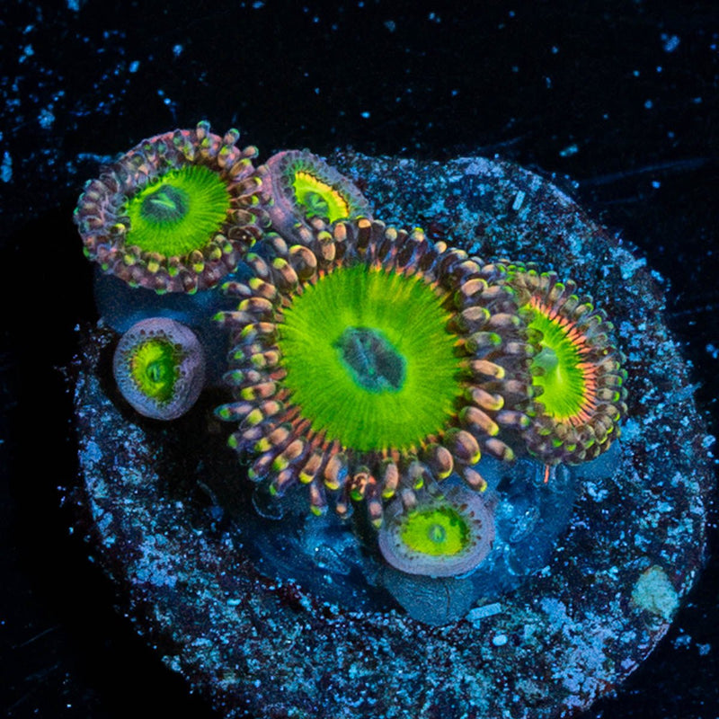 Candy Apple Green Zoanthid